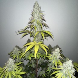 Nasiona marihuany Gelato Samba - odmiana konopi