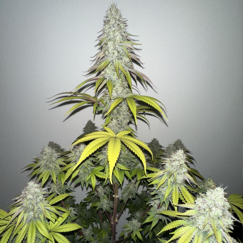 Nasiona marihuany Gelato Samba - odmiana konopi