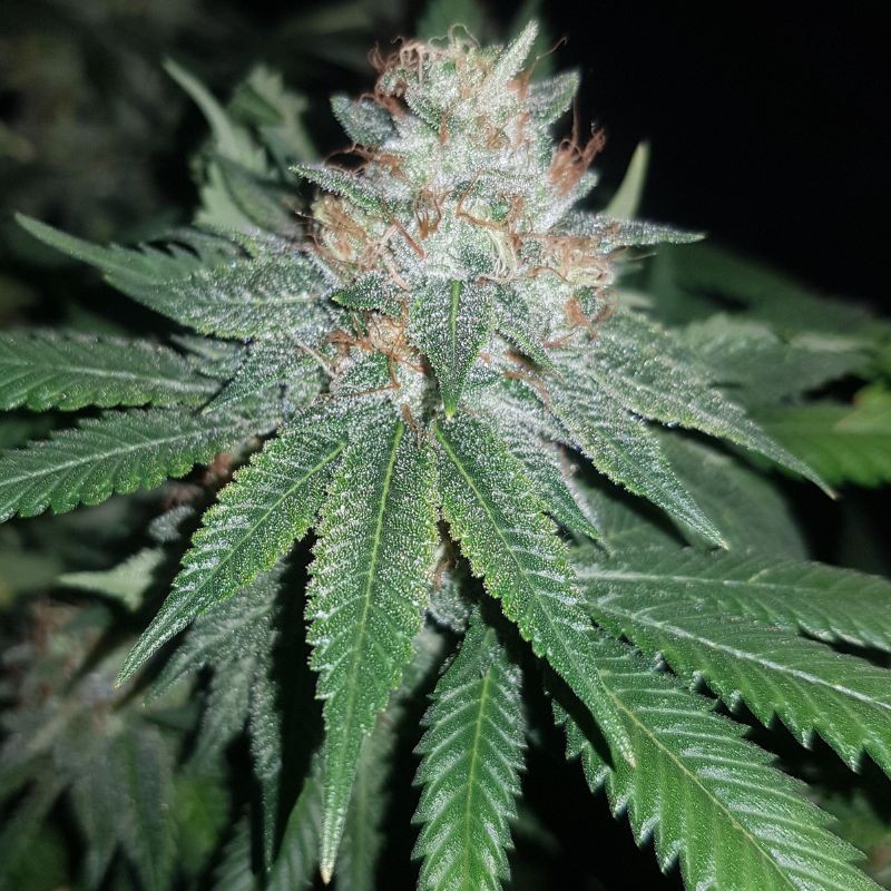 Nasiona marihuany Euforia Special - odmiana konopi