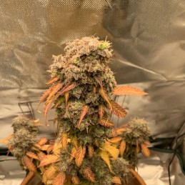 Nasiona marihuany Early Top Skunk - odmiana konopi