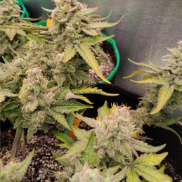 Nasiona medycznej marihuany Dubai Poison - odmiana konopi