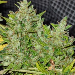 Nasiona marihuany Dark Domina - odmiana konopi