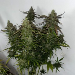 Nasiona marihuany Critical Amnesia Chronic Mass - odmiana konopi