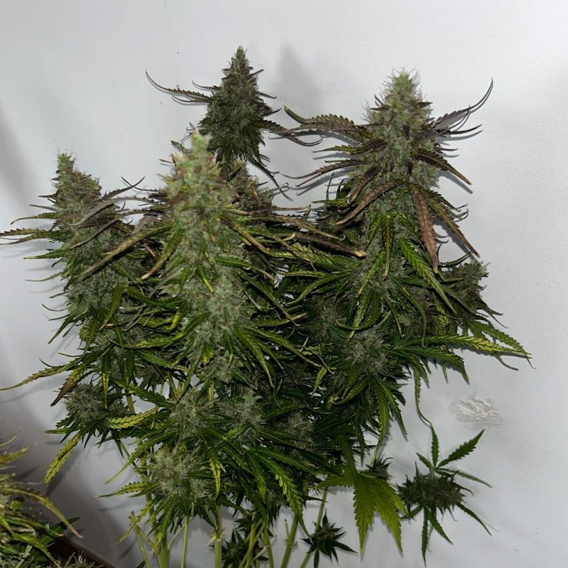 Nasiona marihuany Critical Amnesia Chronic Mass - odmiana konopi