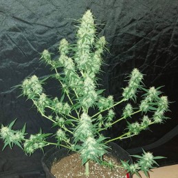 Nasiona marihuany Cocopopo - odmiana konopi