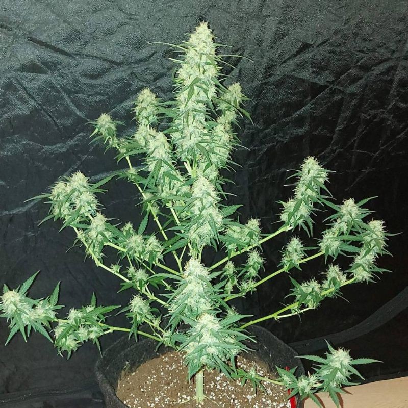 Nasiona marihuany Cocopopo - odmiana konopi