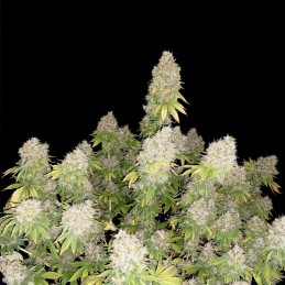 Nasiona marihuany Chronical - odmiana konopi