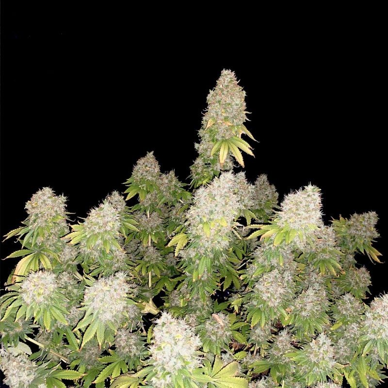 Nasiona marihuany Chronical - odmiana konopi