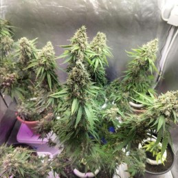 Medyczne nasiona marihuany CBD Nepal Gold - odmiana konopi