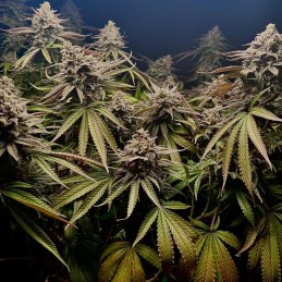 Nasiona marihuany Caramel King - odmiana konopi