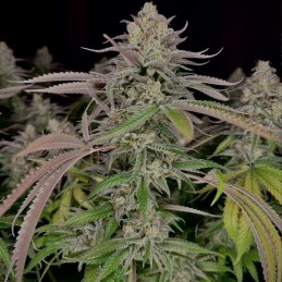 Nasiona marihuany AK - opis odmiany konopi