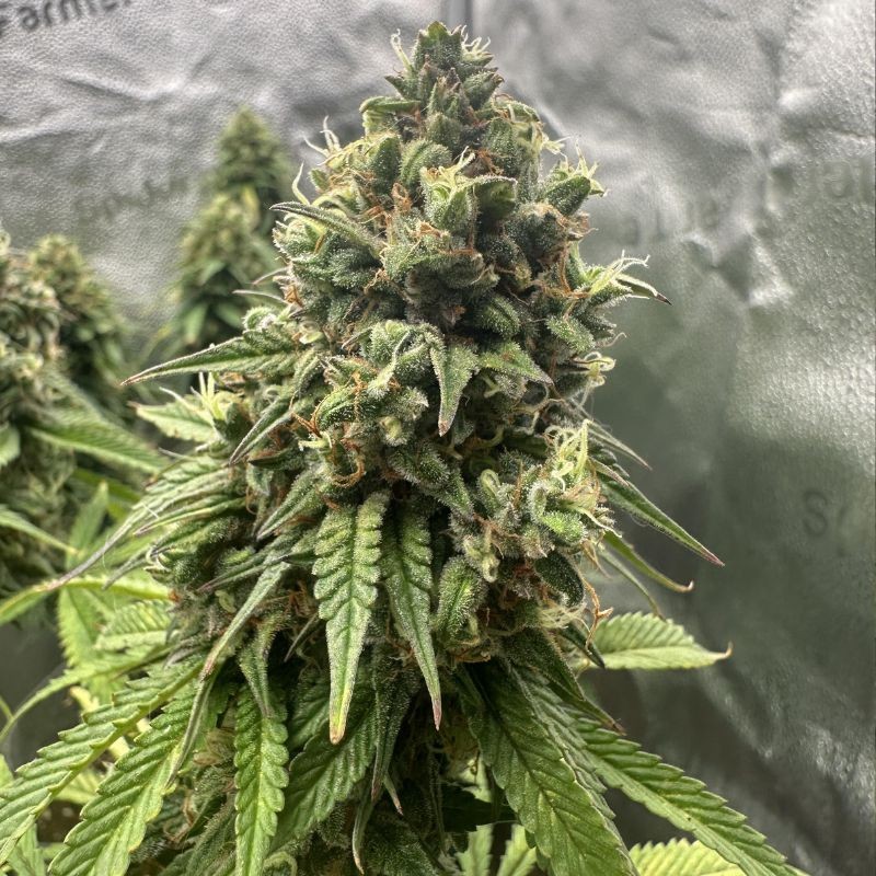 Nasiona marihuany Bubblegum Extra - odmiana konopi