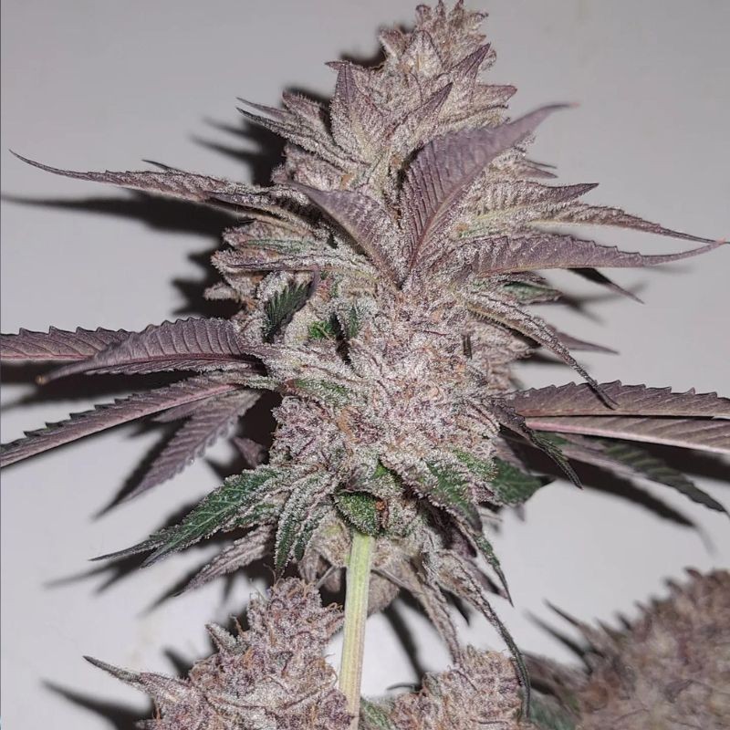 Nasiona marihuany Blueberry Berry - odmiana konopi