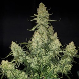 Nasiona marihuany Bigger Bud - odmiana konopi