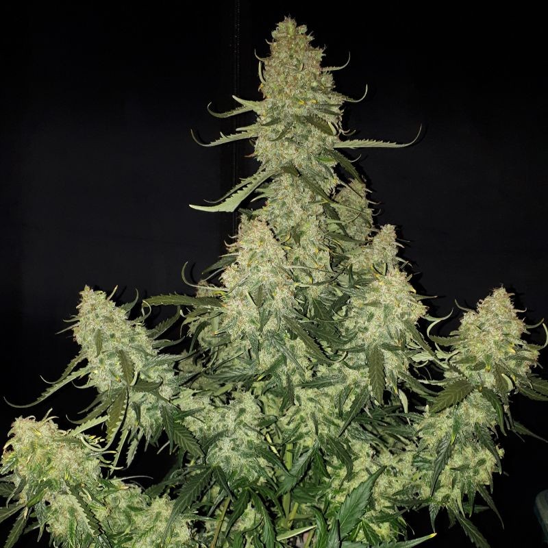 Nasiona marihuany Bigger Bud - odmiana konopi