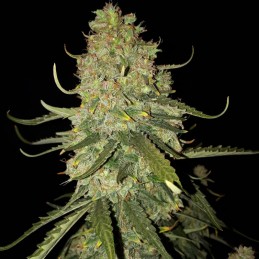 Nasiona marihuany Banana Monkey - odmiana konopi