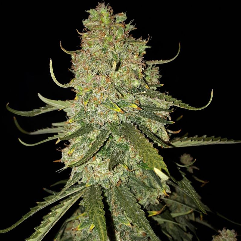 Nasiona marihuany Banana Monkey - odmiana konopi