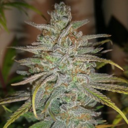 Nasiona marihuany automatyczne Auto Zkittly Zi Zi - odmiana konopi