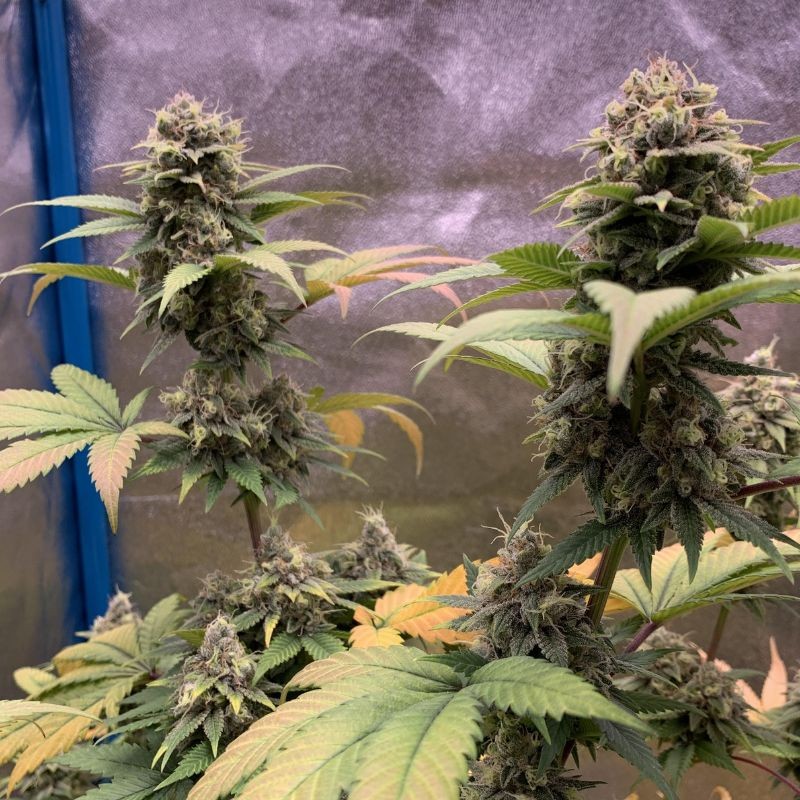 Nasiona marihuany Amnesia Platinum - odmiana konopi