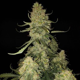 Nasiona marihuany automatyczne Auto Wild Dwarf - odmiana konopi