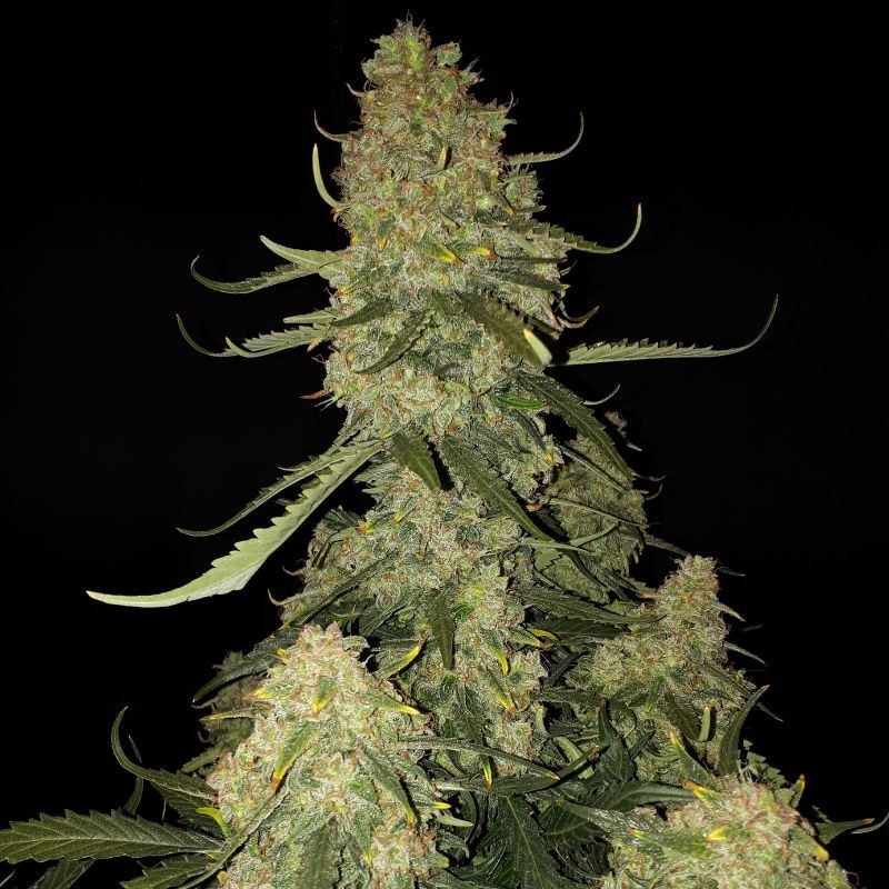 Nasiona marihuany automatyczne Auto Wild Dwarf - odmiana konopi