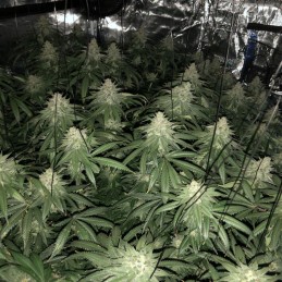 Nasiona marihuany automatyczne Auto White Prussian - odmiana konopi