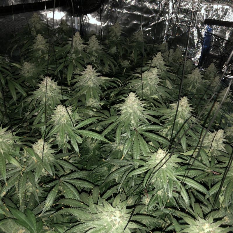 Nasiona marihuany automatyczne Auto White Prussian - odmiana konopi