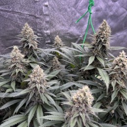 Nasiona marihuany automatyczne Auto Special Skunk - odmiana konopi