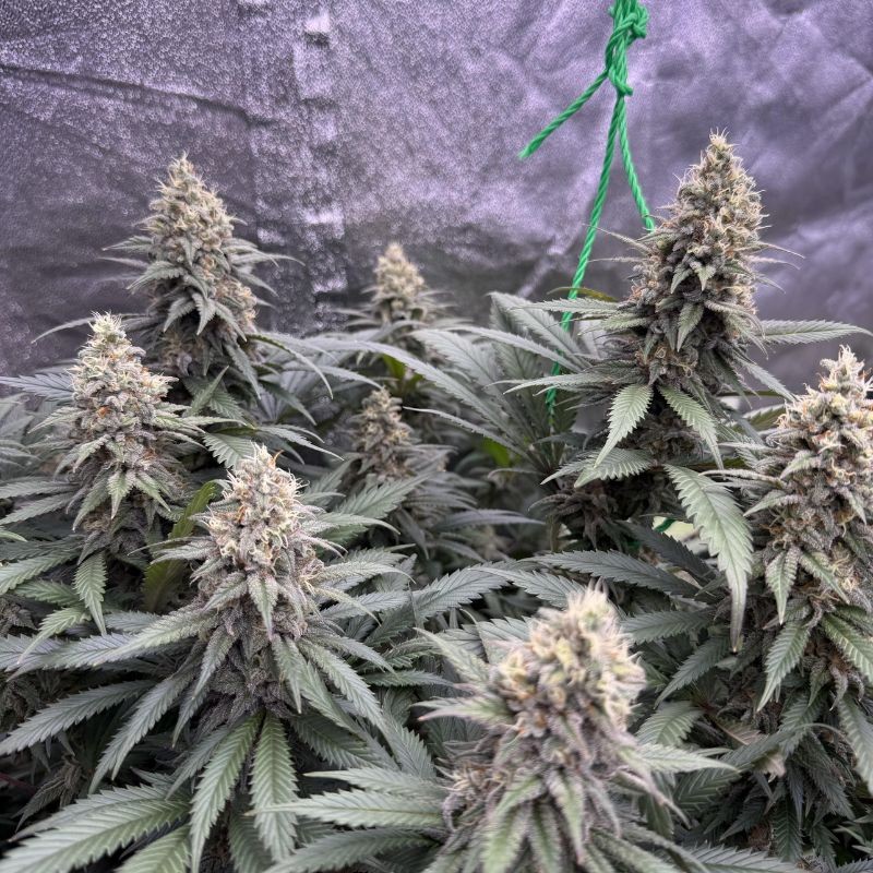 Nasiona marihuany automatyczne Auto Special Skunk - odmiana konopi
