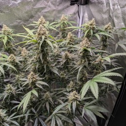 Nasiona marihuany automatyczne Auto Sour Diesel - odmiana konopi