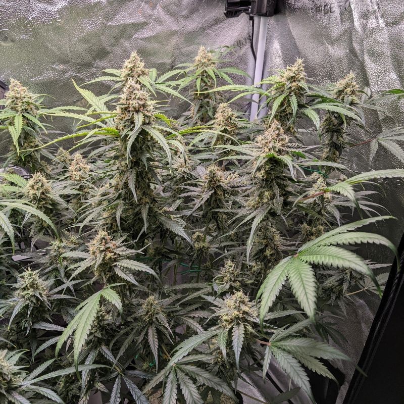 Nasiona marihuany automatyczne Auto Sour Diesel - odmiana konopi