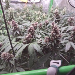 Nasiona marihuany automatyczne Auto Purple Glam Kush - odmiana konopi