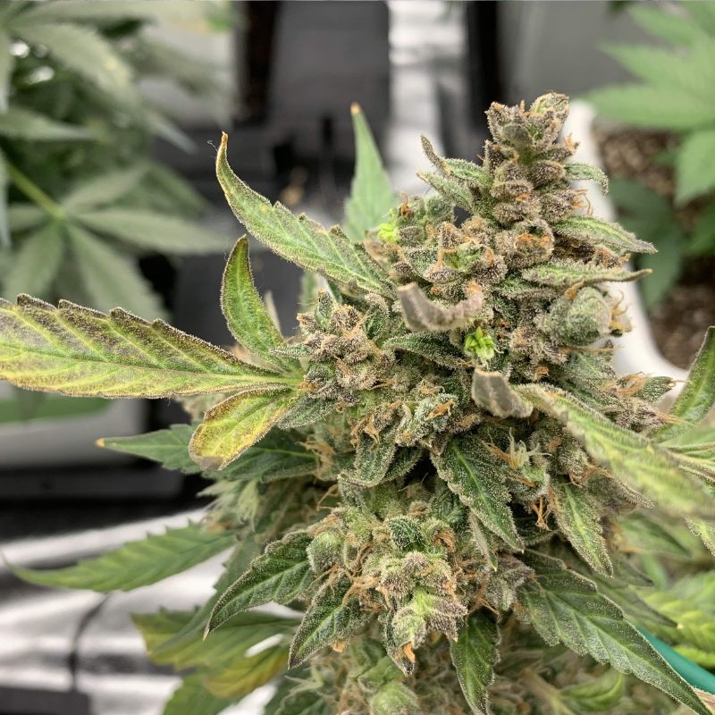 Nasiona marihuany automatyczne Auto Psychedelic - odmiana konopi