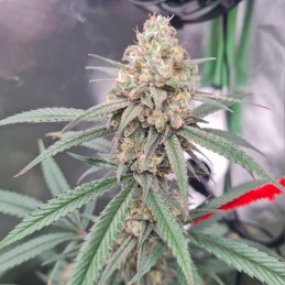 Nasiona marihuany automatyczne Auto Perfect Power Plant - odmiana konopi