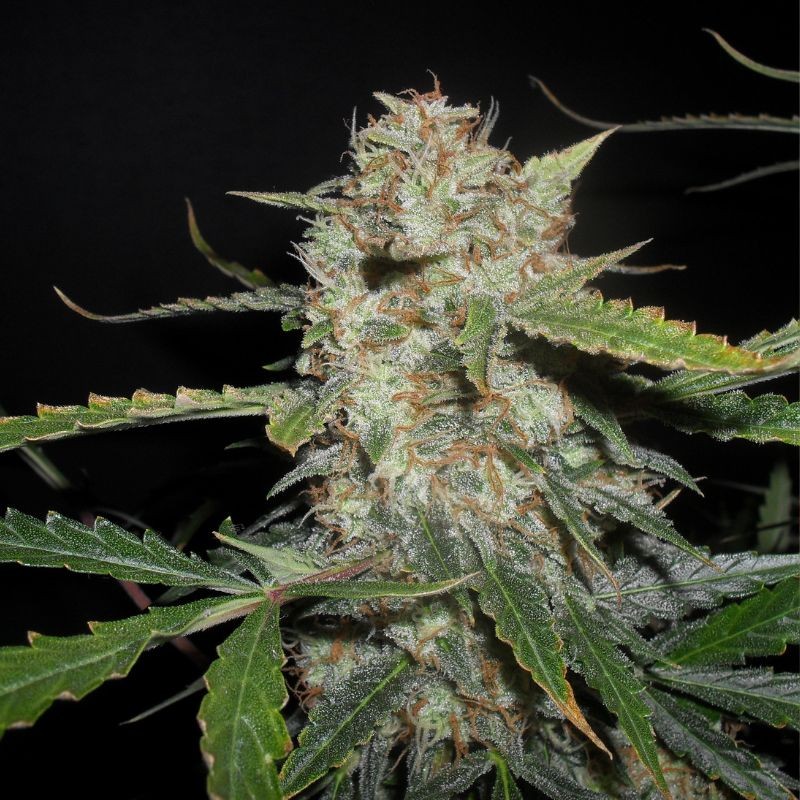 Nasiona marihuany automatyczne Auto Original Orange Bud - odmiana konopi