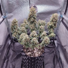 Nasiona marihuany Ananas Funk - odmiana konopi