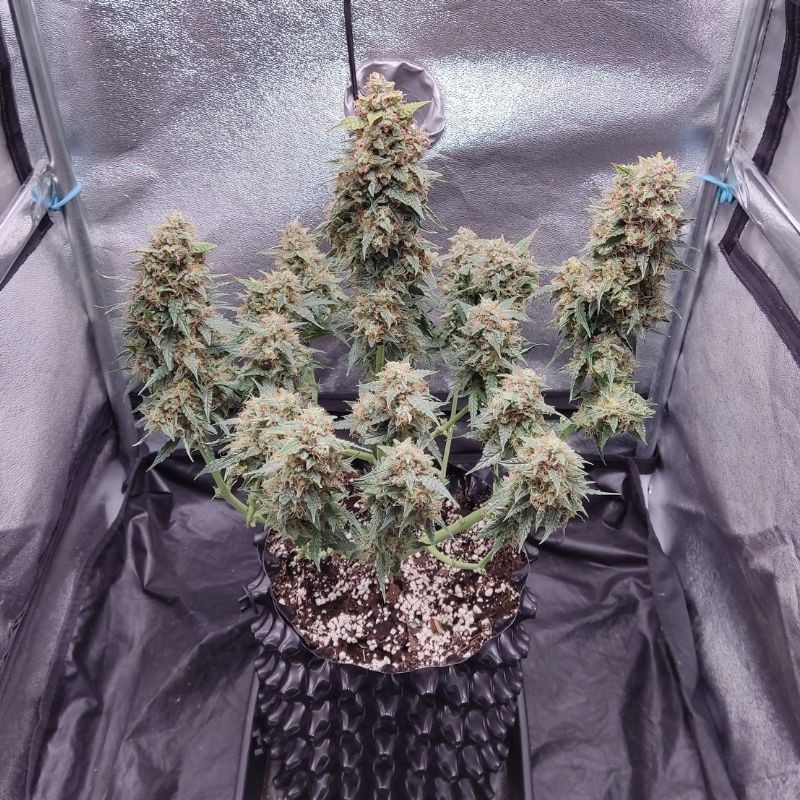 Nasiona marihuany Ananas Funk - odmiana konopi