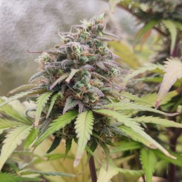 Nasiona marihuany automatyczne Auto NBA Diesel - odmiana konopi