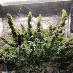 Nasiona marihuany automatyczne Auto Mazar Extra - odmiana konopi