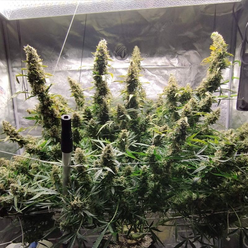 Nasiona marihuany automatyczne Auto Mazar Extra - odmiana konopi