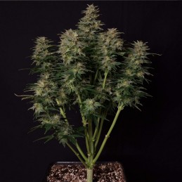 Nasiona marihuany automatyczne Auto Loveryder - odmiana konopi