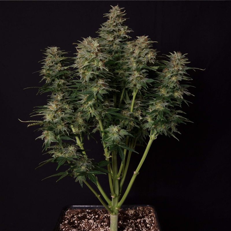 Nasiona marihuany automatyczne Auto Loveryder - odmiana konopi