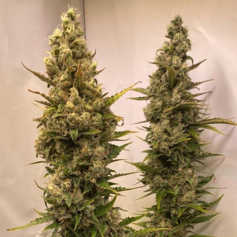 Nasiona marihuany automatyczne Auto Lime Skunk - odmiana konopi