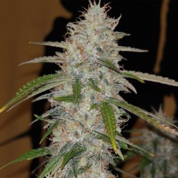 Nasiona marihuany automatyczne Auto Lavender Best - odmiana konopi