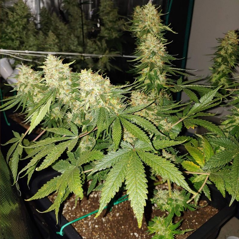 Nasiona marihuany automatyczne Auto Kalis Mistery - odmiana konopi