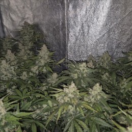 Nasiona marihuany automatyczne Auto Jack Hair - odmiana konopi