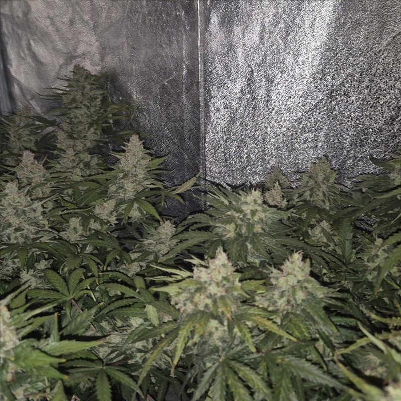 Nasiona marihuany automatyczne Auto Jack Hair - odmiana konopi