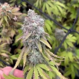Nasiona marihuany automatyczne Auto Hindu Kush - odmiana konopi