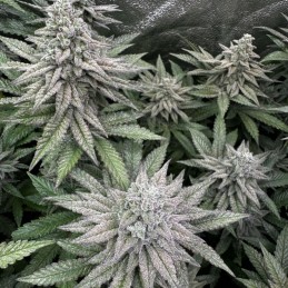 Nasiona marihuany automatyczne Auto Guerilla Glue - odmiana konopi