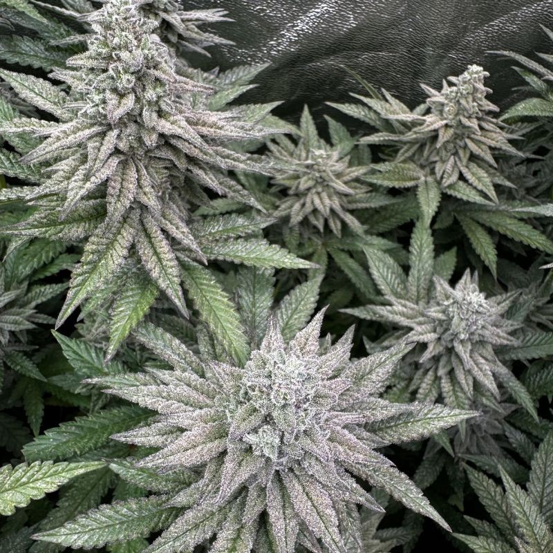 Nasiona marihuany automatyczne Auto Guerilla Glue - odmiana konopi